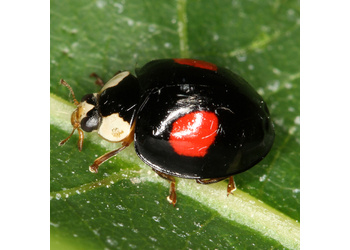 Asiatischer Marienkäfer (Harmonia axyridis) - © Erwin Holzer
